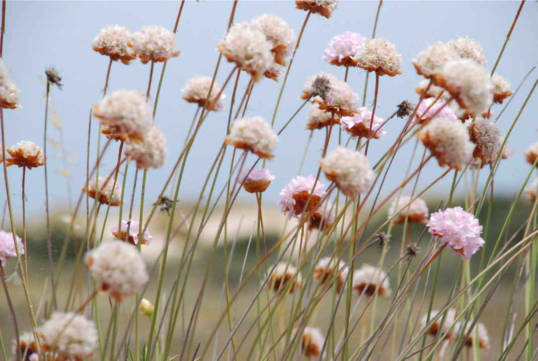 Pictures of flowers by Susi Rossini